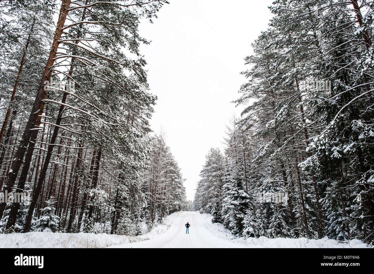 A woman stands in an enormous snow covered forrest. Labanoro Regional Park, Lithuania. Stock Photo