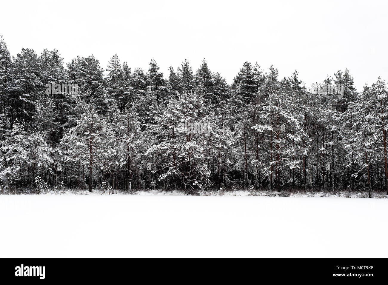 Snow covered trees beside a frozen lake in Labanoro Regional Park, Lithuania. Stock Photo