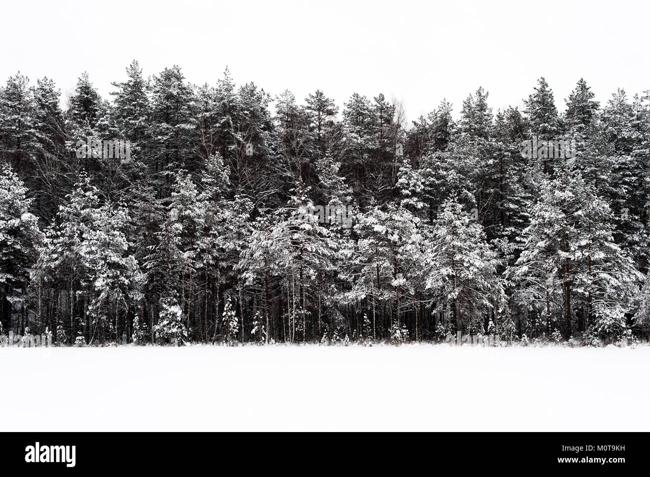 Snow covered trees beside a frozen lake in Labanoro Regional Park, Lithuania. Stock Photo