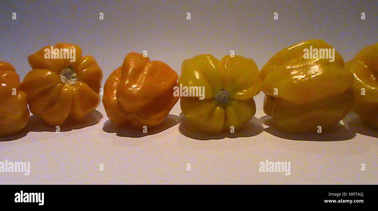 Capsicum chinense Hainan Yellow Lantern Chili 01 Stock Photo Alamy