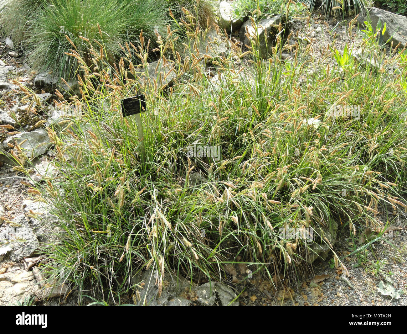 Carex ferruginea - Botanischer Garten Freiburg - DSC06445 Stock Photo