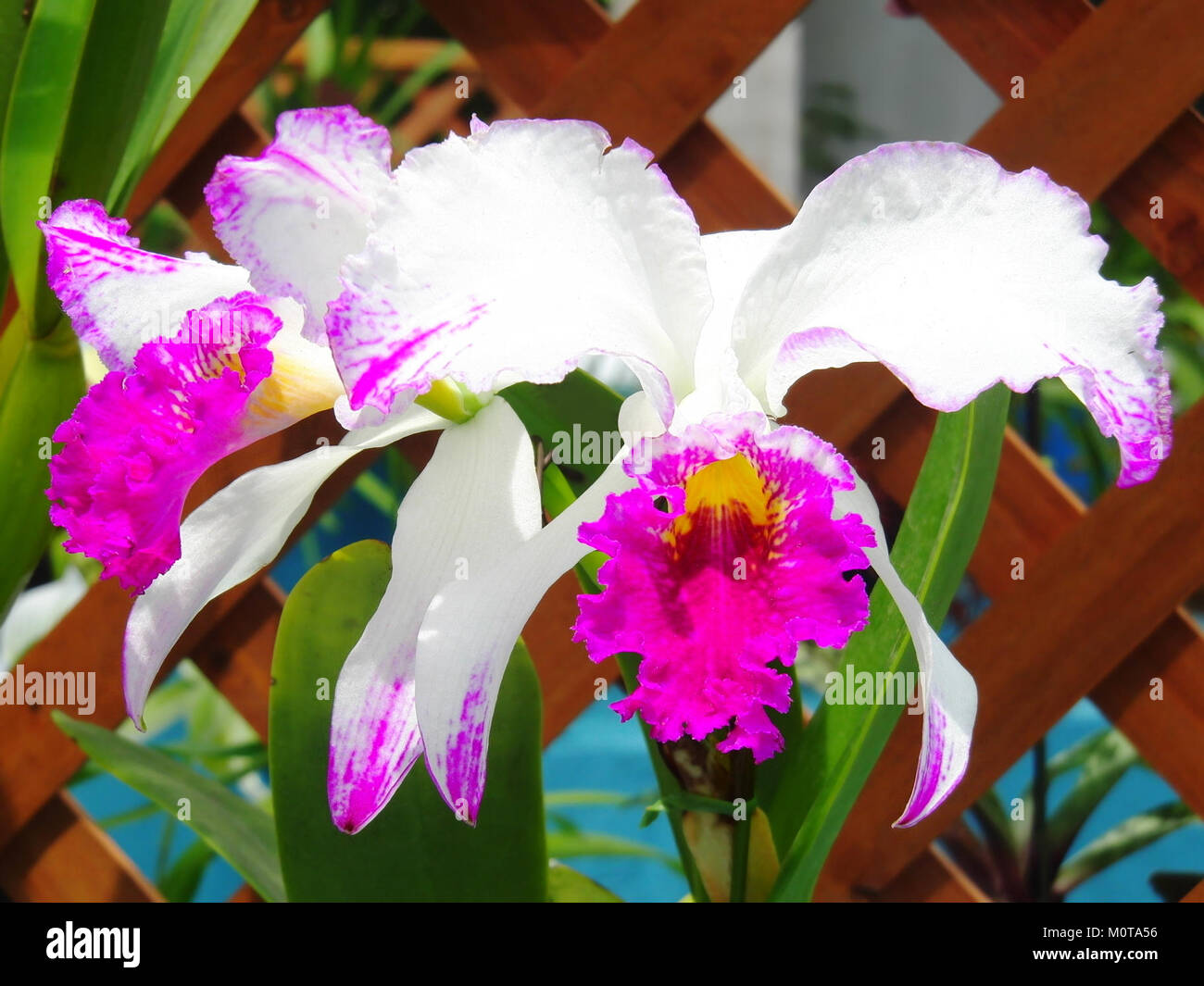 Cattleya mossiae forma aquinii Canaima's Paradise Stock Photo