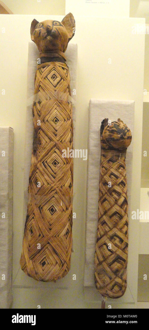 A collection of ancient Egyptian cat mummies, housed at the Royal ...