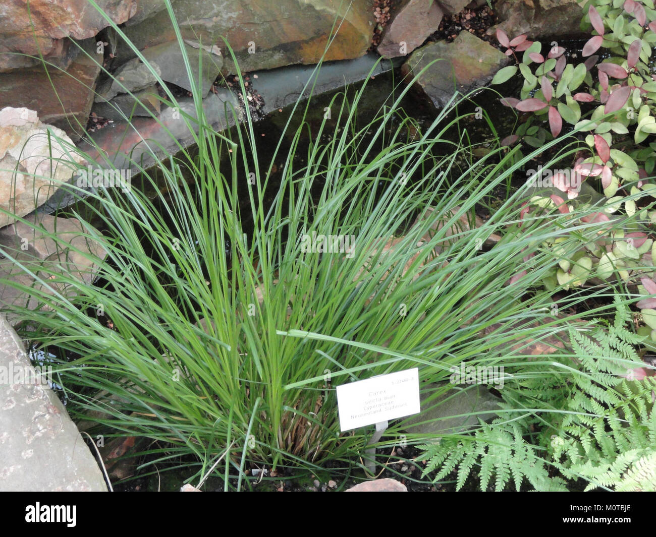 Secta Plant Carex secta hi-res stock photography and images - Alamy