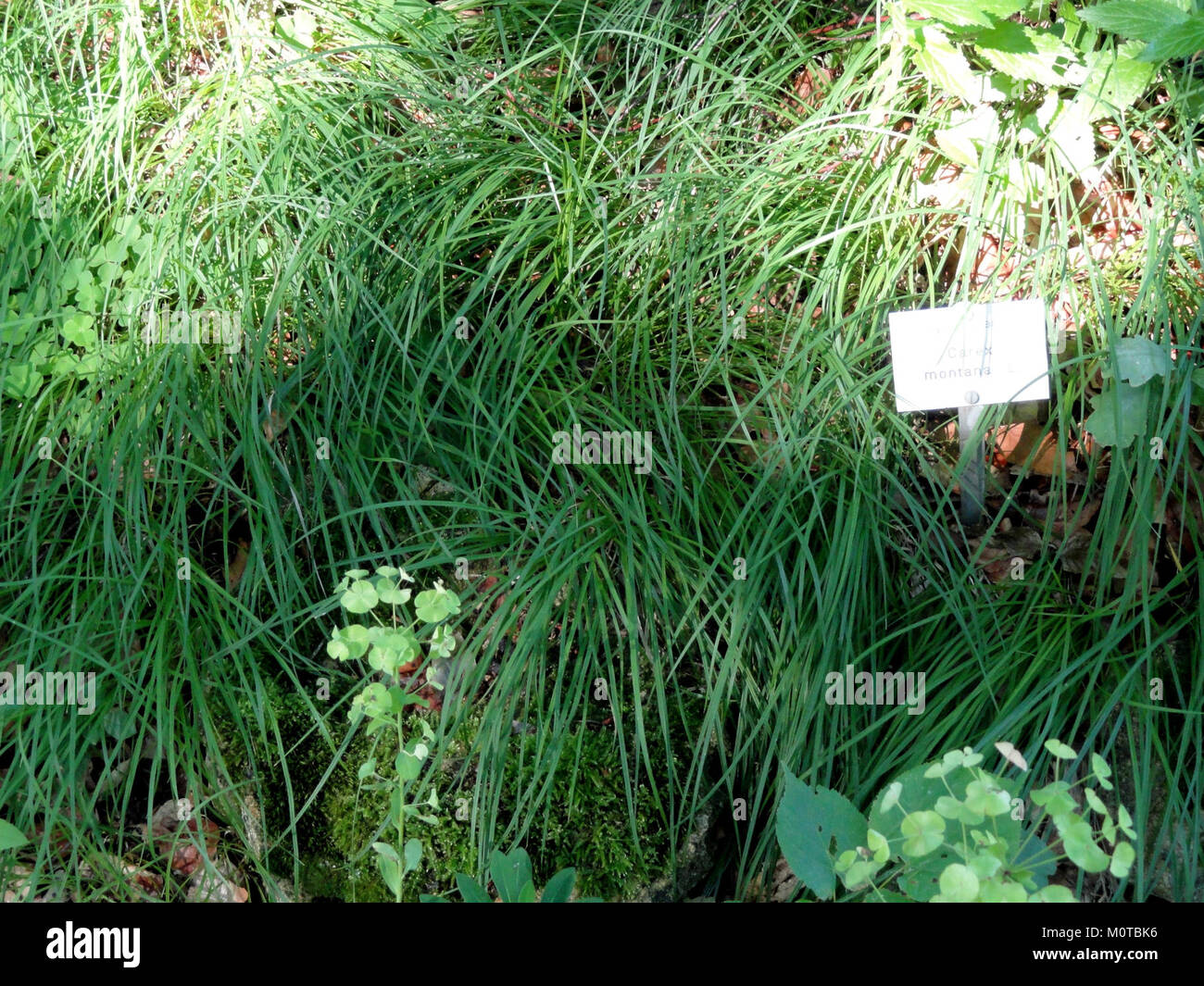 Carex montana - Botanical Garden, University of Frankfurt - DSC02554 Stock Photo