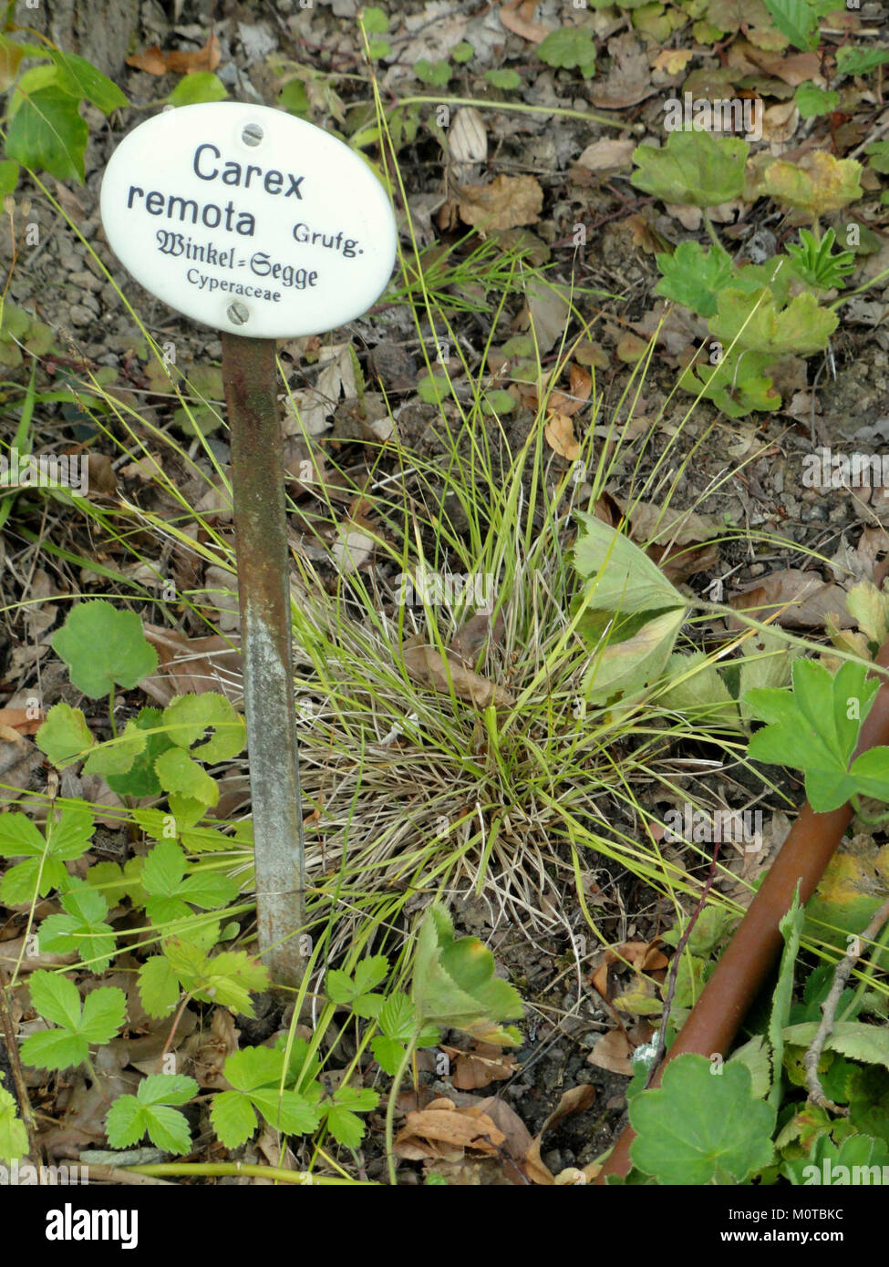 Carex remota - Botanical Garden, University of Frankfurt - DSC02590 Stock Photo