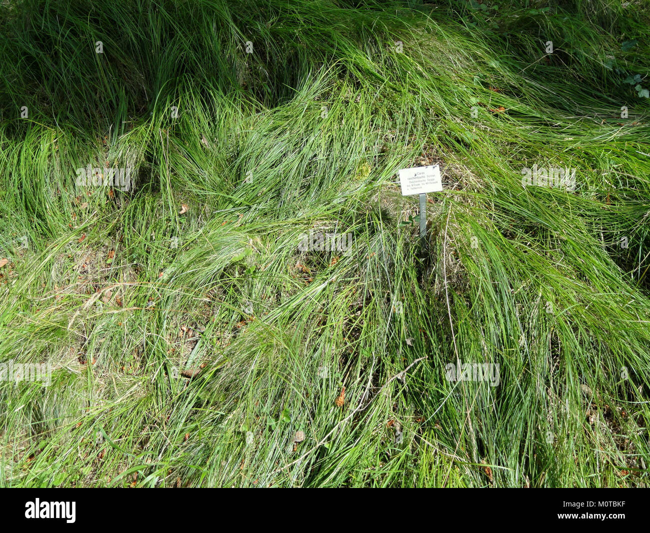Carex reichenbachii - Botanical Garden, University of Frankfurt - DSC02615 Stock Photo
