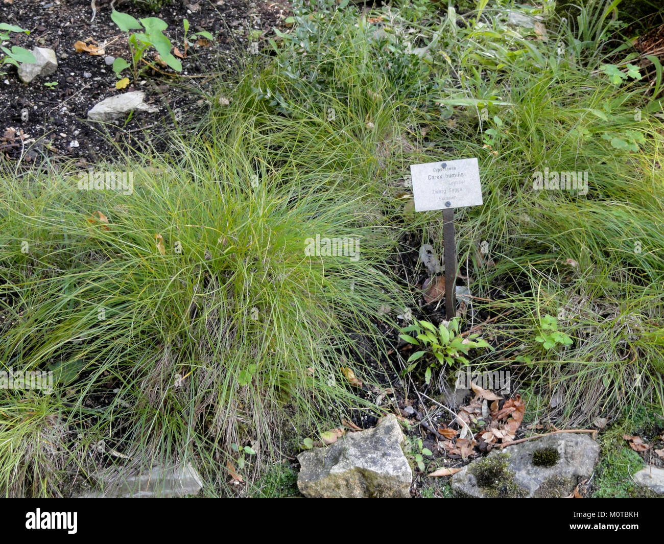 Carex humilis - Botanical Garden, University of Frankfurt - DSC02669 Stock Photo