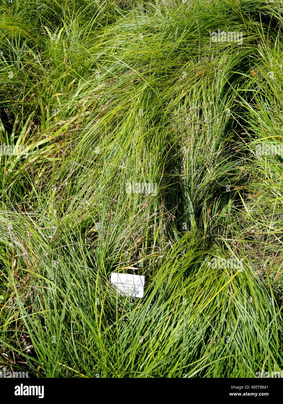 Carex depauperata - Botanical Garden, University of Frankfurt - DSC02725 Stock Photo