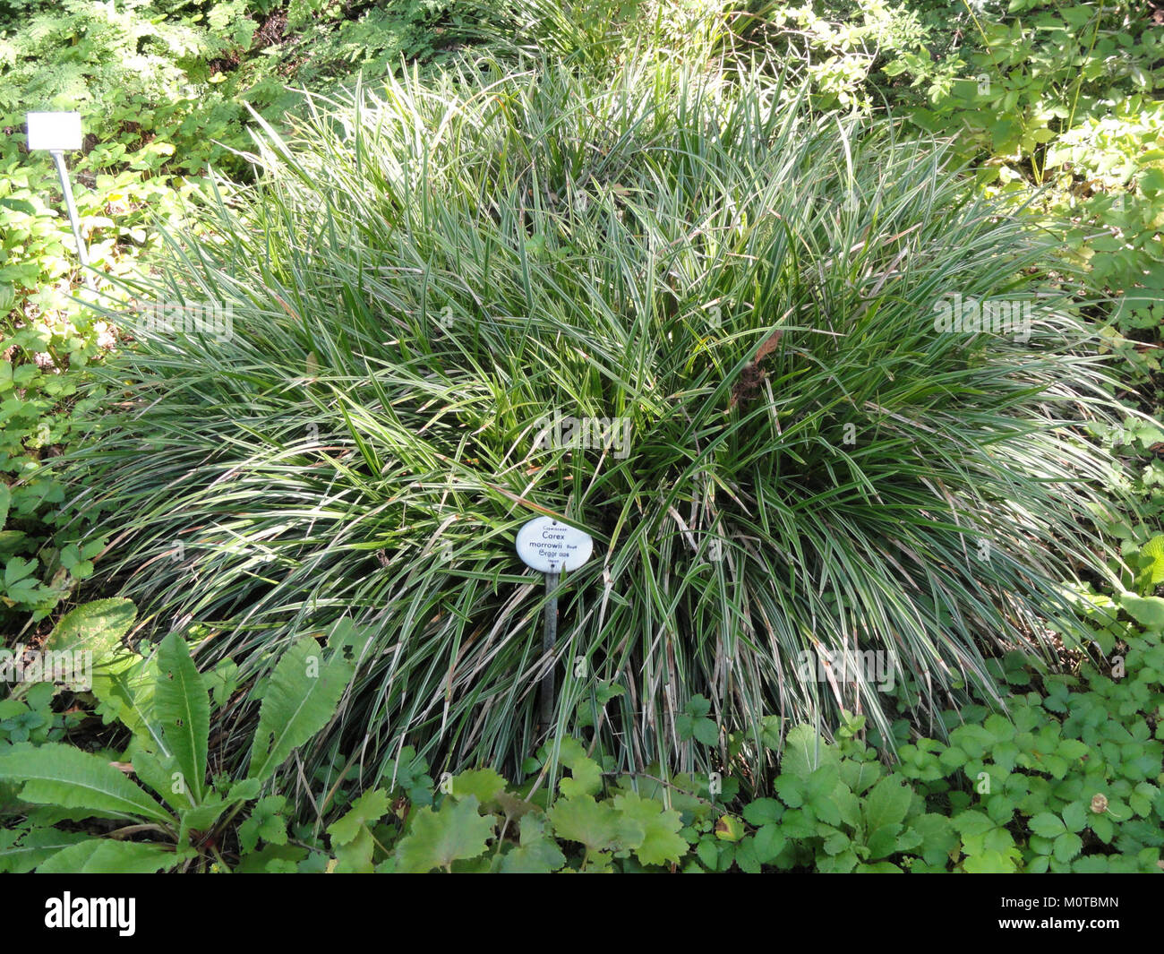 Carex Morrowii Botanischer Garten Frankfurt Am Main Dsc03191