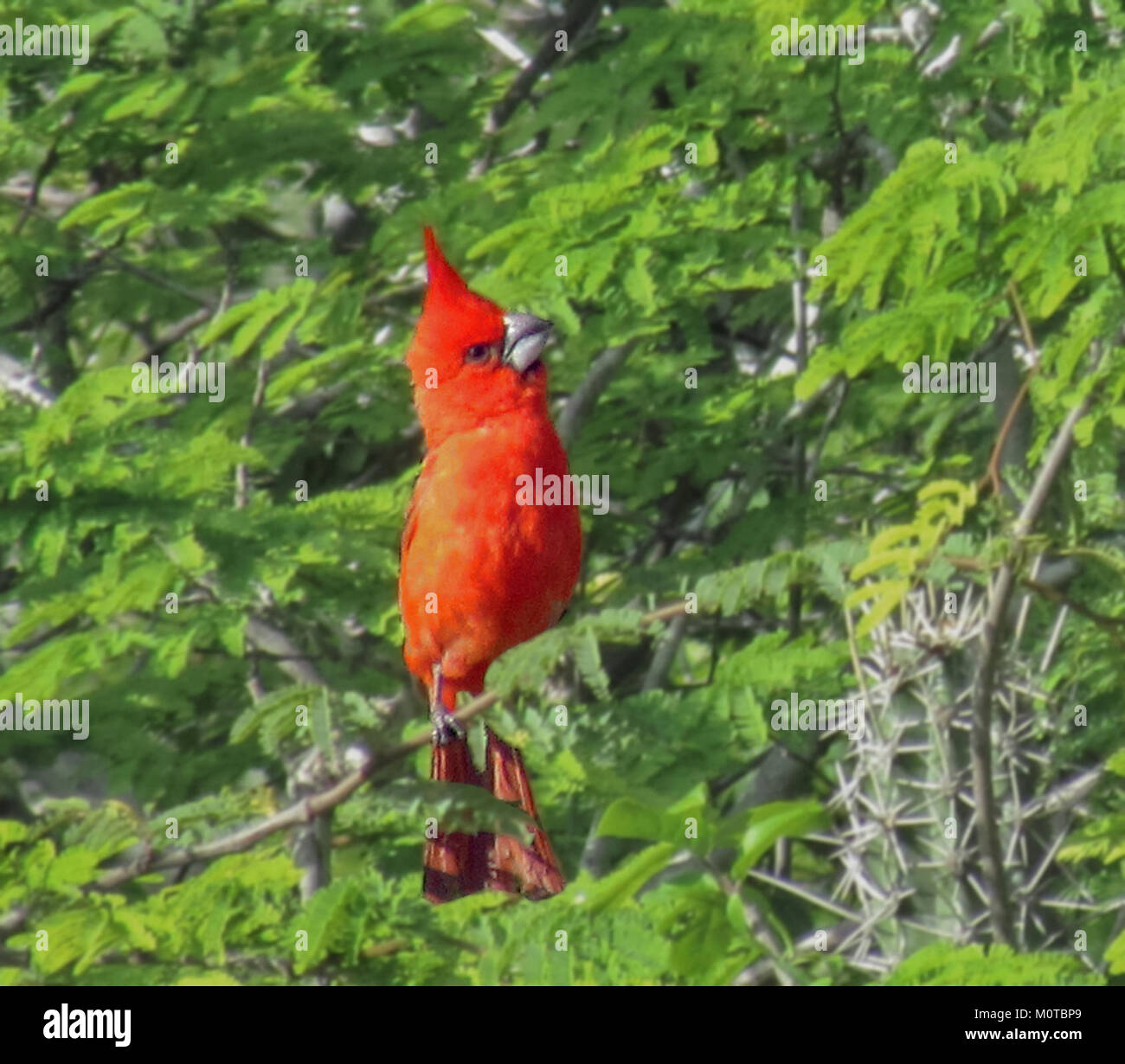 Cardinalis phoeniceus from Venezuela Stock Photo