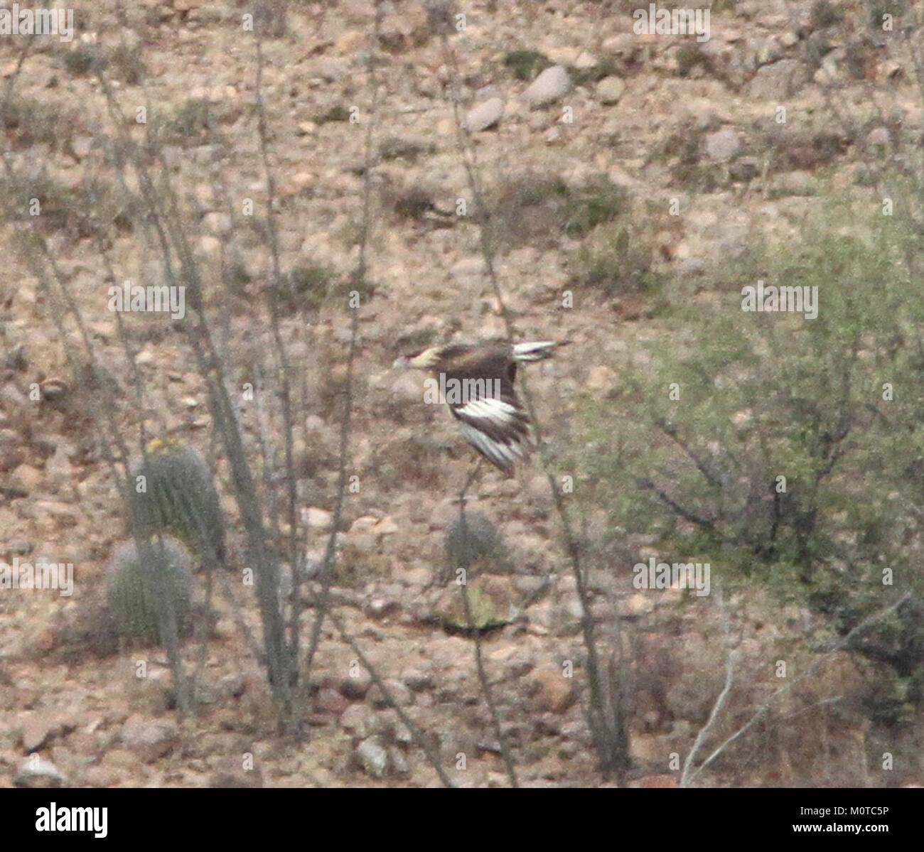 Raptor characteristics hi-res stock photography and images - Alamy