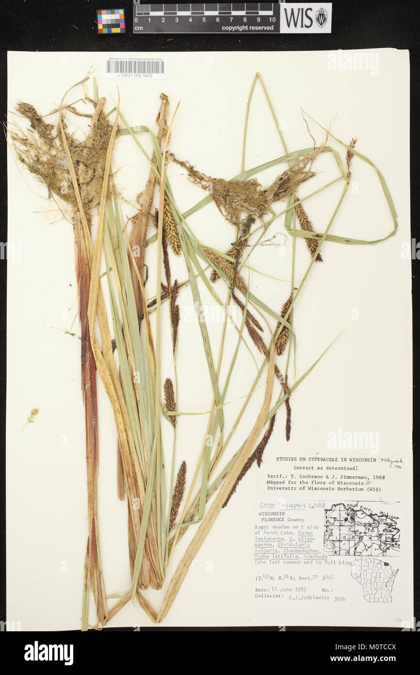 Carex riparia herbariun (03) Stock Photo