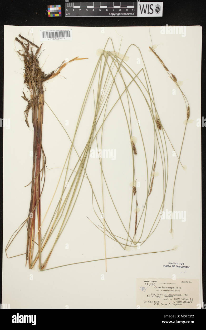 Carex lasiocarpa herbarium (2) Stock Photo