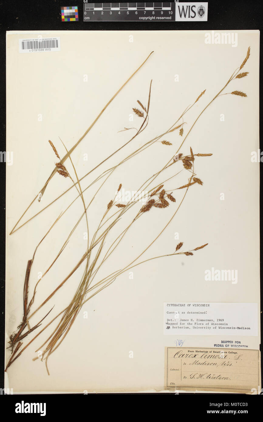Carex limosa herbarium (02) Stock Photo
