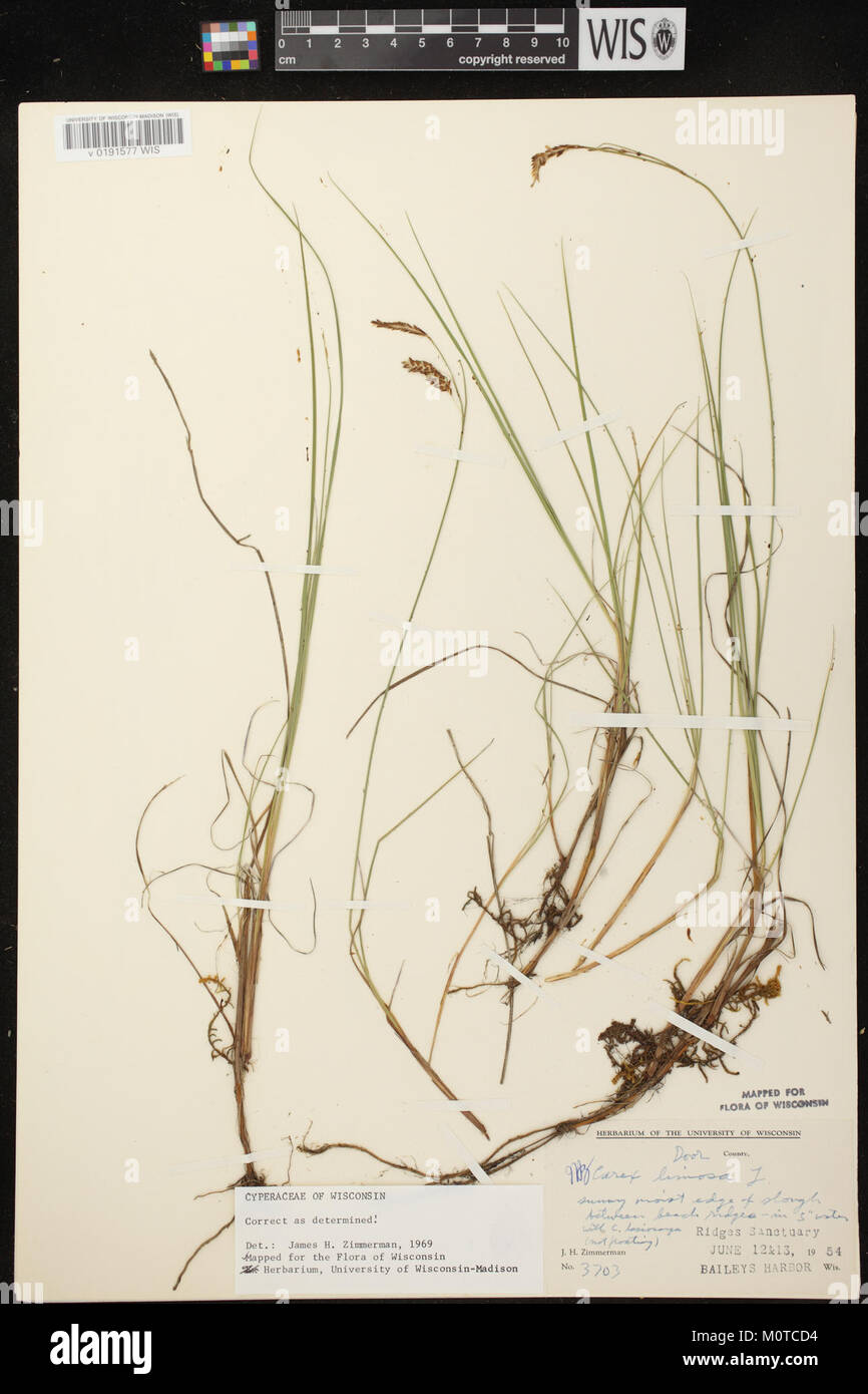 Carex limosa herbarium (03) Stock Photo