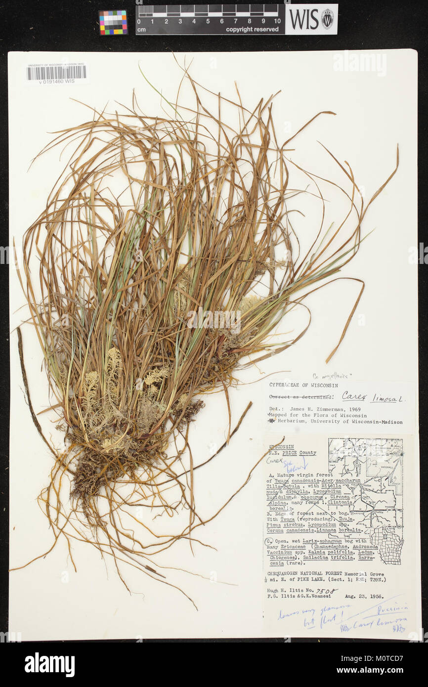 Carex limosa herbarium (04) Stock Photo