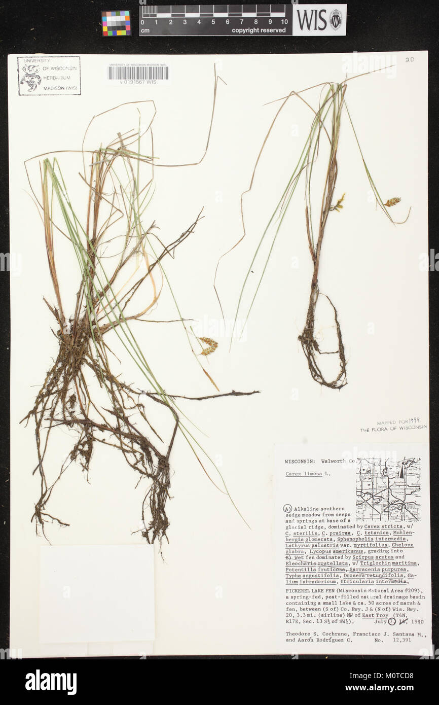 Carex limosa herbarium (05) Stock Photo