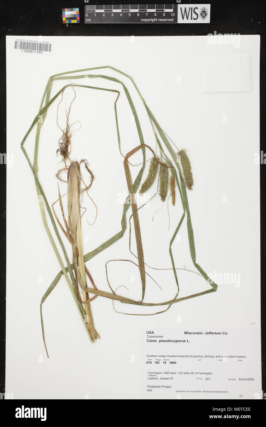 Carex pseudocyperus herbarium (3) Stock Photo