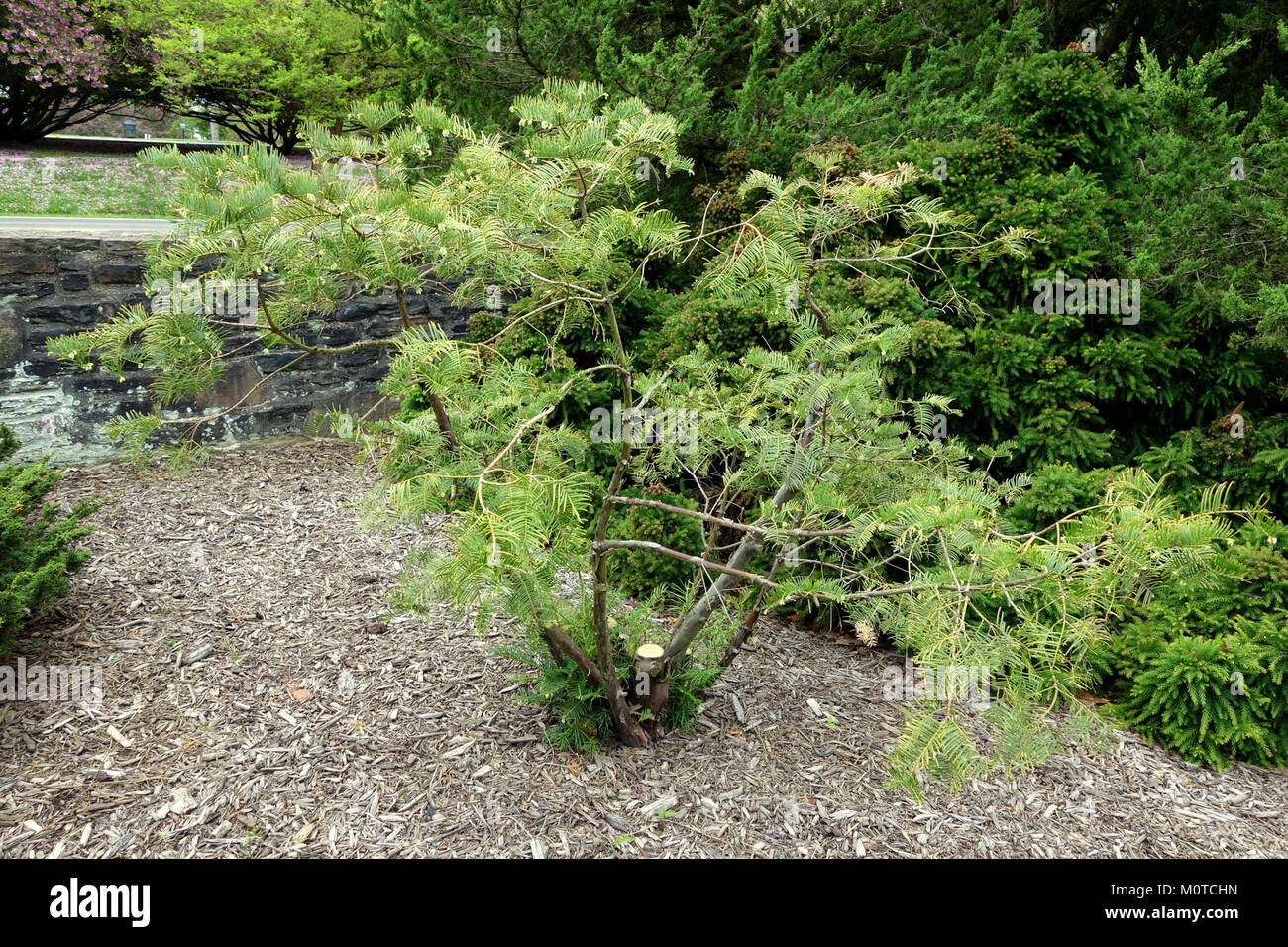 Cephalotaxus sinensis - Longwood Gardens - DSC00777 Stock Photo