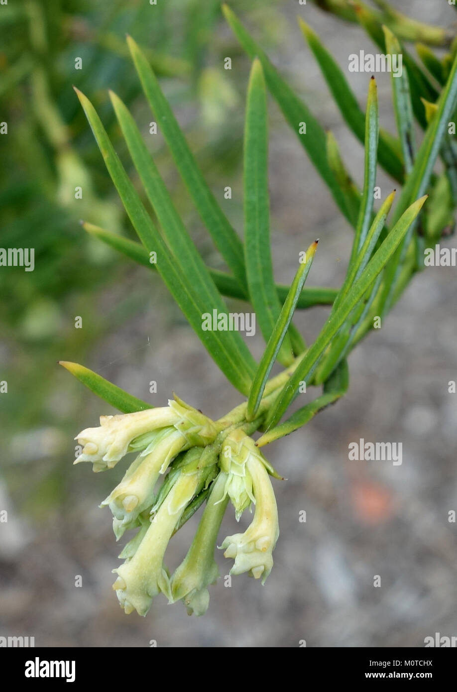 Cephalotaxus sinensis - Longwood Gardens - DSC00779 Stock Photo
