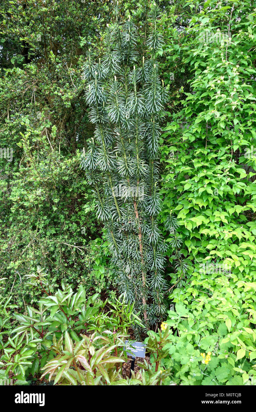 Cephalotaxus harringtonia 'Fastigiata' - Tyler Arboretum - DSC01741 Stock Photo