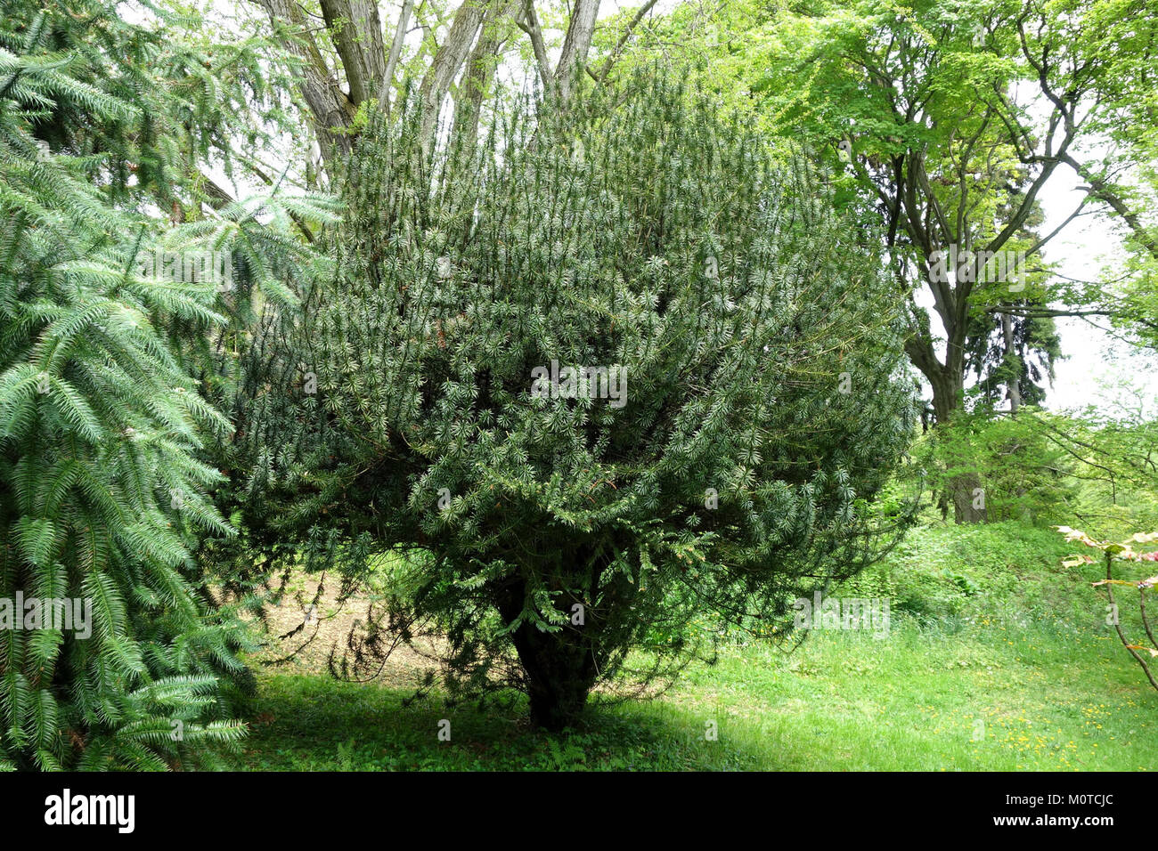 Cephalotaxus harringtonia 'Fastigiata' - Tyler Arboretum - DSC01886 Stock Photo