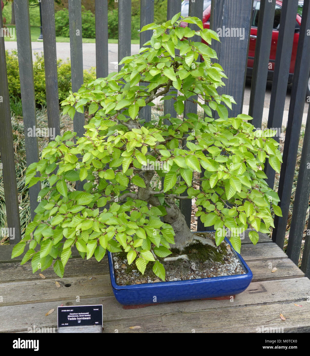 Carpinus tschonoskii bonsai - Dawes Arboretum - DSC03003 Stock Photo