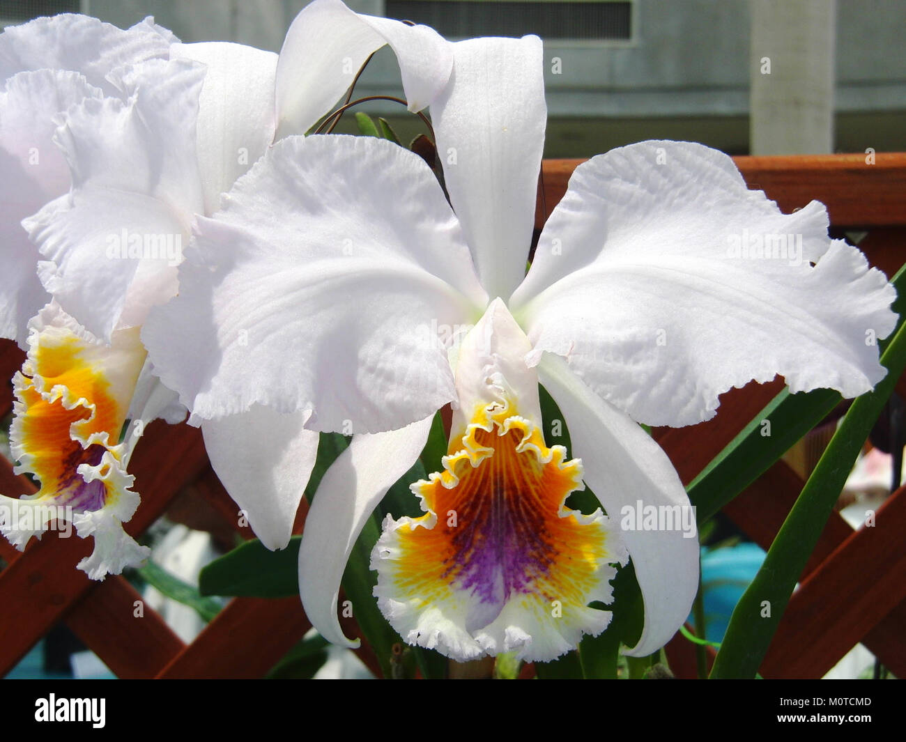 Cattleya mossiae forma coerulea Grito Stock Photo