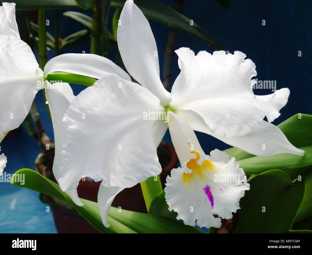 Cattleya warneri forma semi-alba Stock Photo