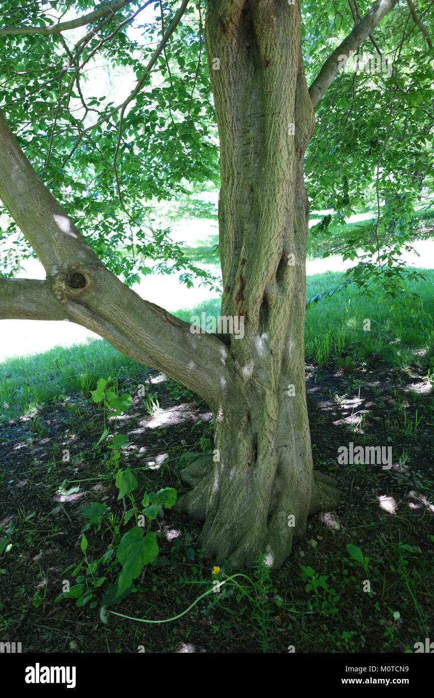 Carpinus tschonoskii - Arnold Arboretum - DSC06902 Stock Photo