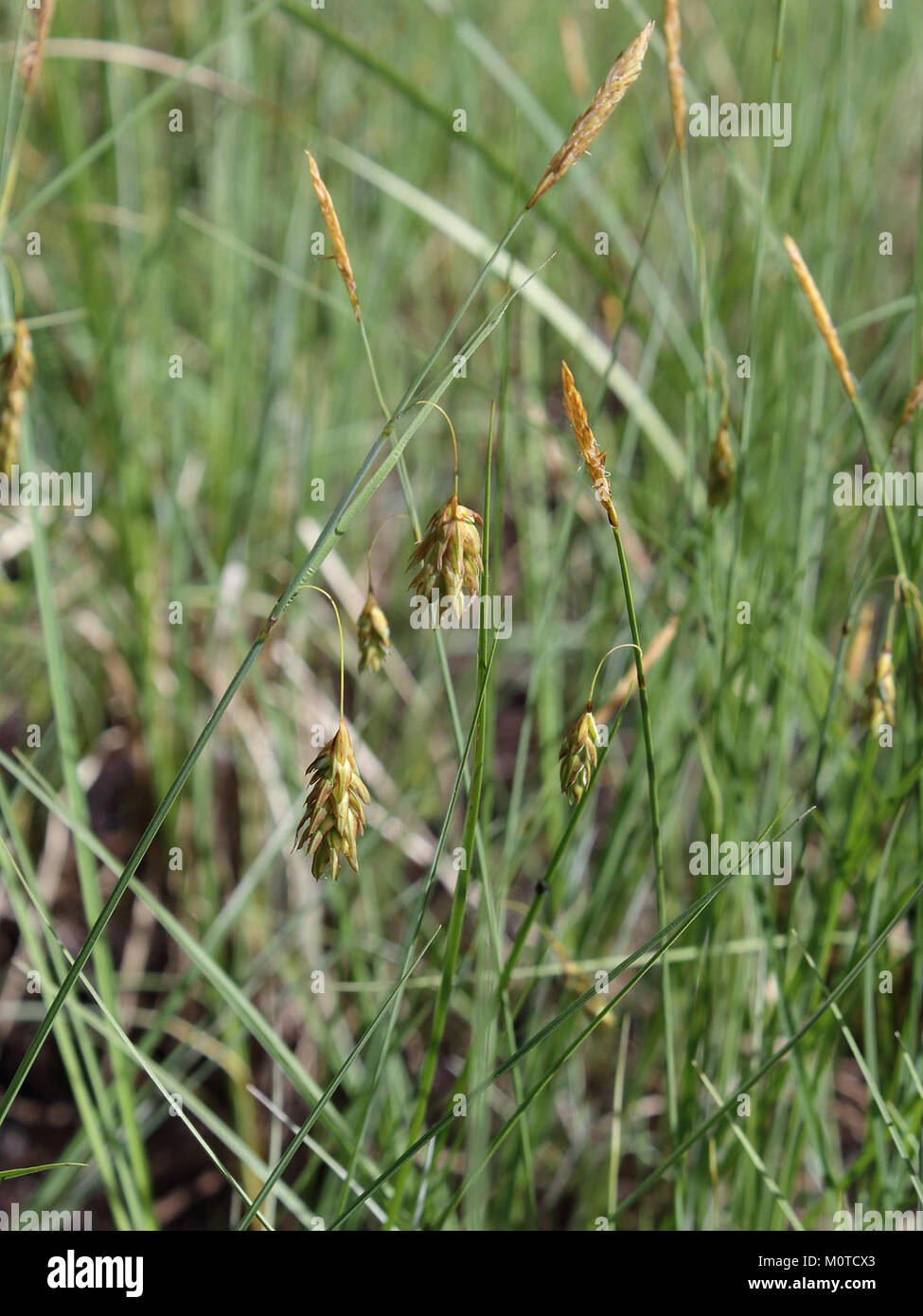 Carex limosa Oulu, Finland 12.06.2013 Stock Photo