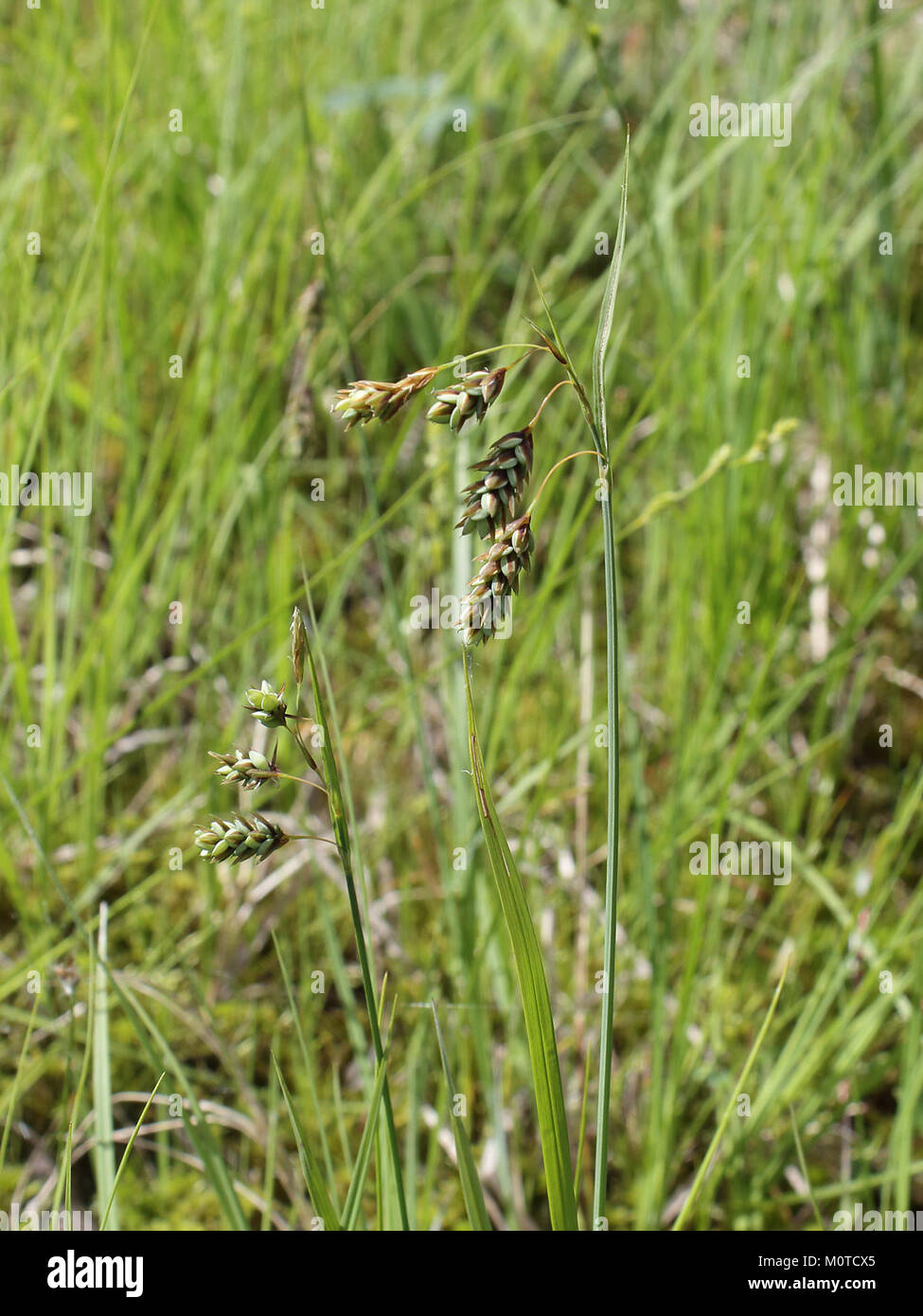 Carex paupercula Oulu, Finland 12.06.2013 Stock Photo