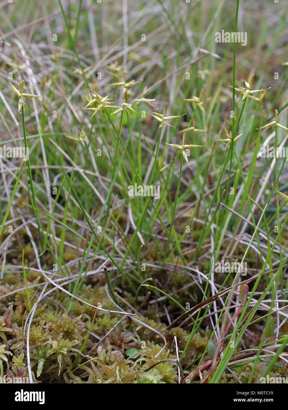 Carex pauciflora Oulu, Finland 18.06.2013 Stock Photo