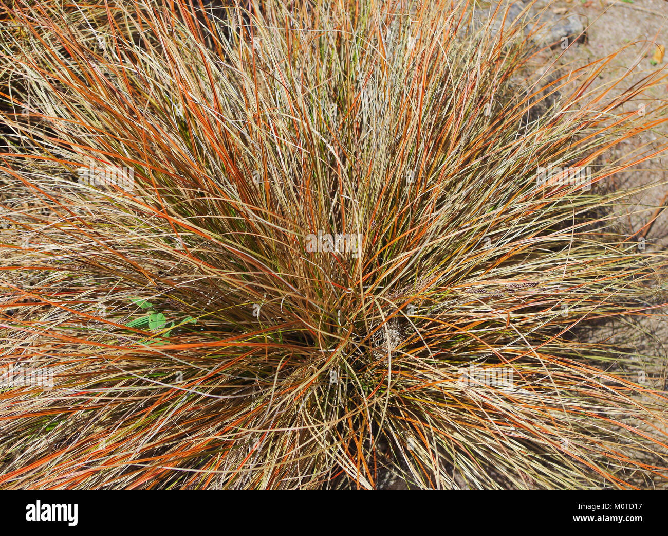 Carex comans Stock Photo