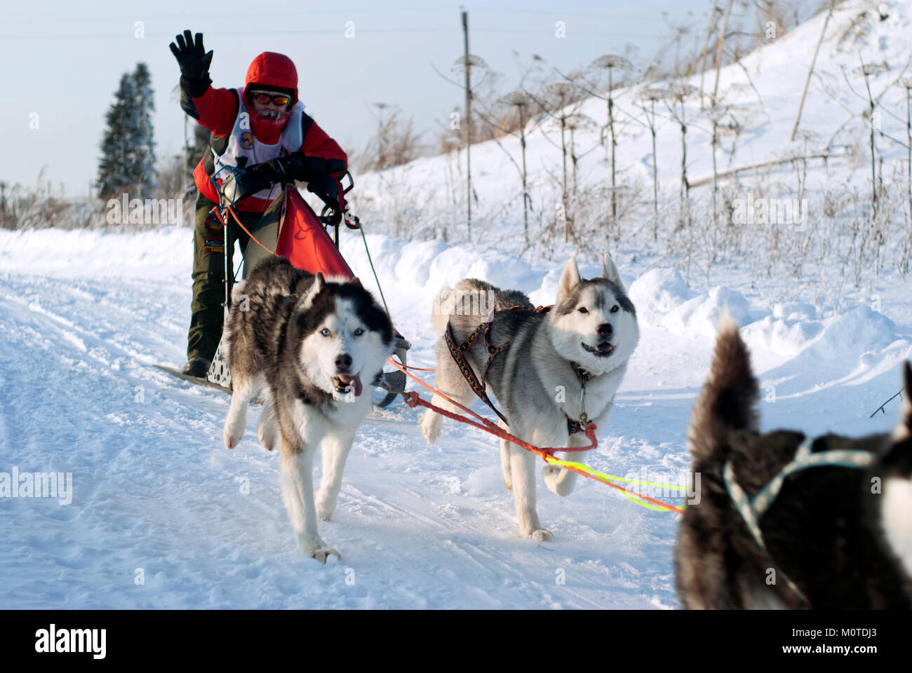 POLAZNA, RUSSIA - JANUARY 21, 2018: the sportsman controls sledges harnessed by Siberian huskies, during the dog sled race in the Perm region Stock Photo