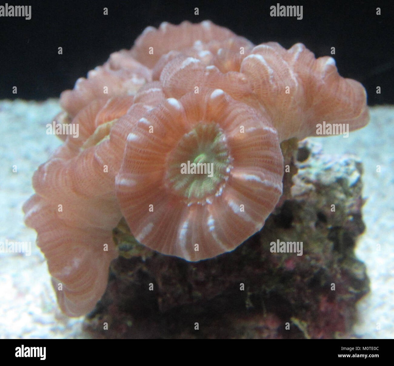 Cat's eye coral (Caulastrea furcata), Waikiki Aquarium Stock Photo Alamy