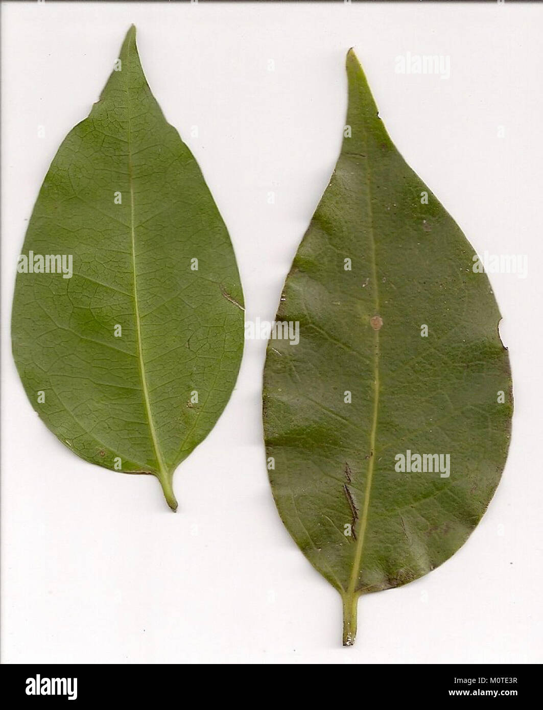 Celtis paniculata leaf scan Stock Photo