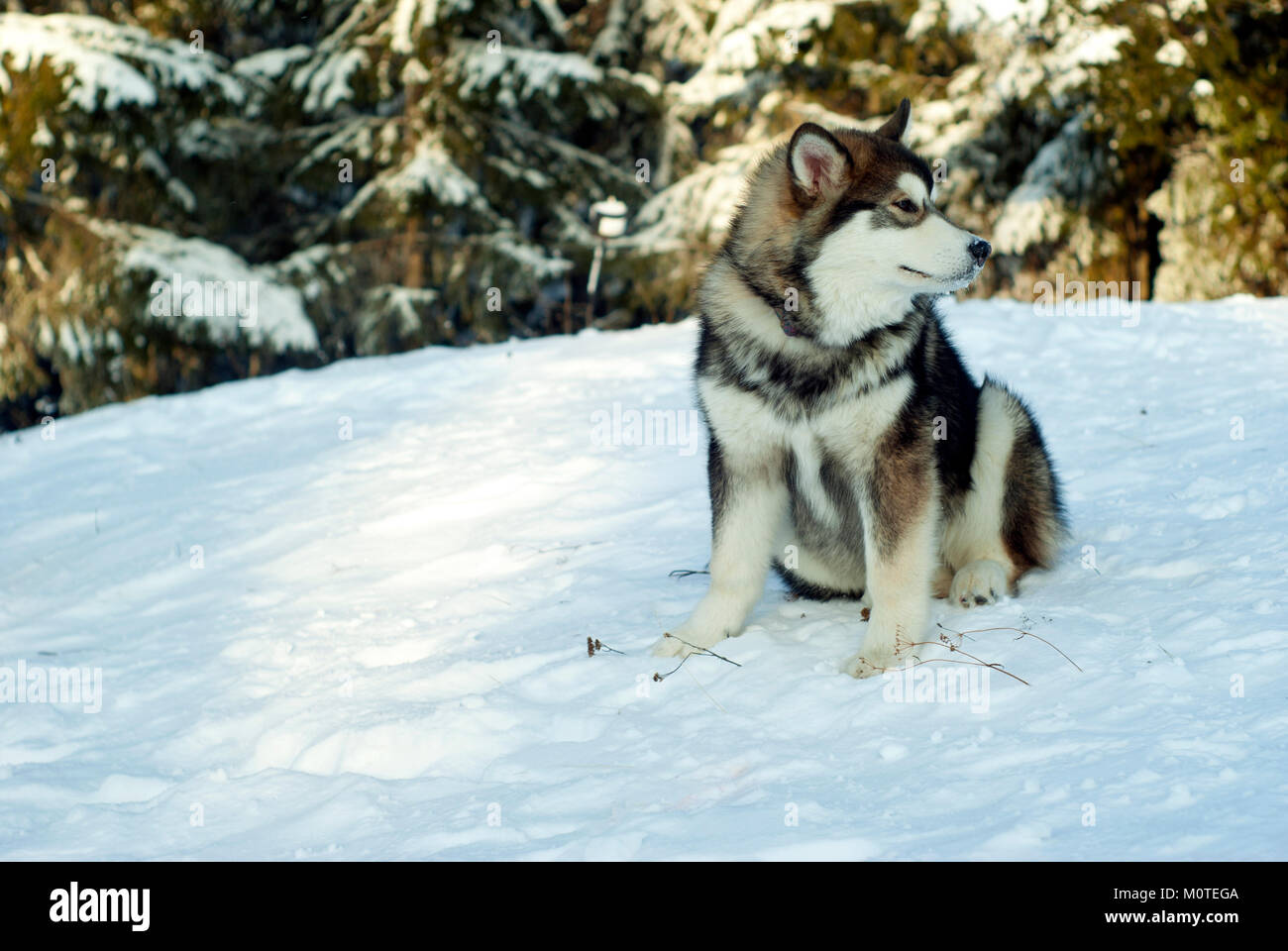 a grown Siberian husky puppy sits on the snow in the background of a ...