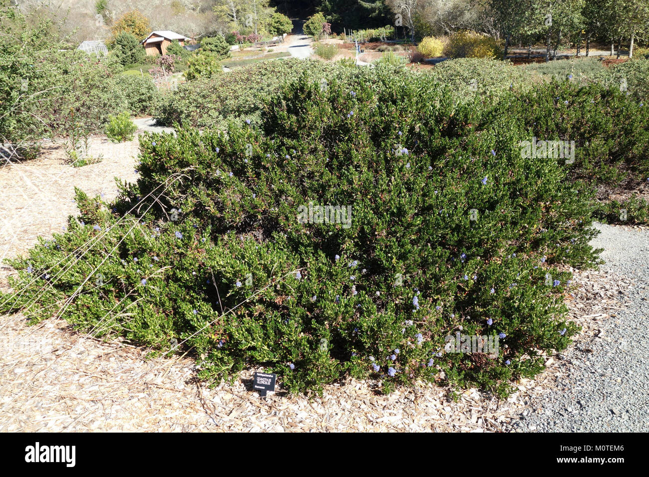 Ceanothus gloriosus - Humboldt Botanical Garden - Eureka, California - DSC02532 Stock Photo