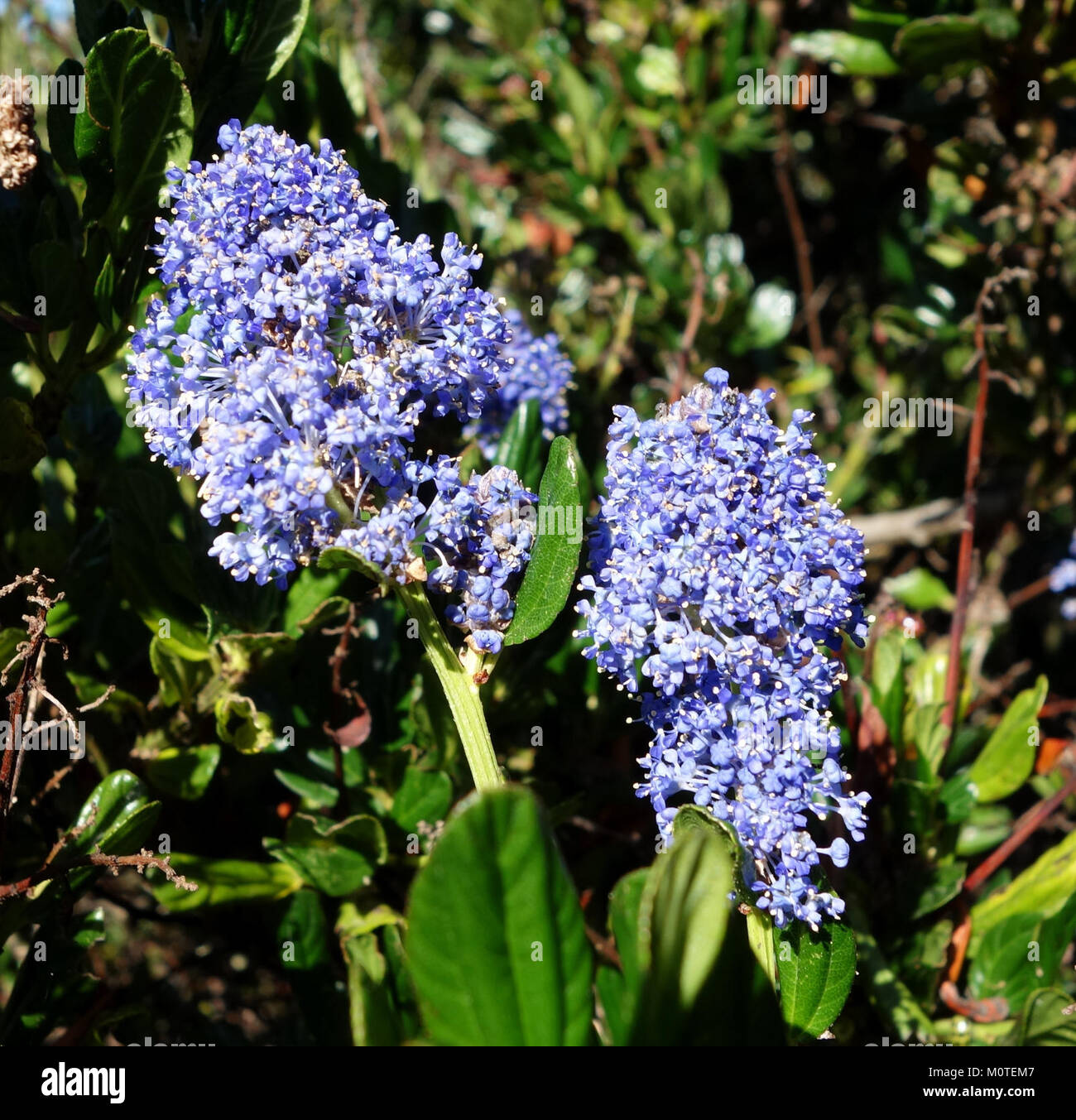 Ceanothus gloriosus - Humboldt Botanical Garden - Eureka, California - DSC02536 Stock Photo