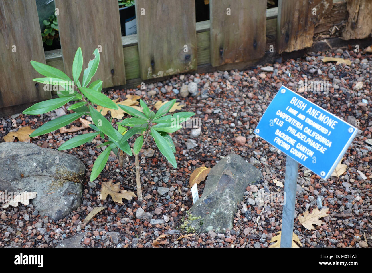 Carpenteria californica Regional Parks Botanic Garden, Berkeley, CA