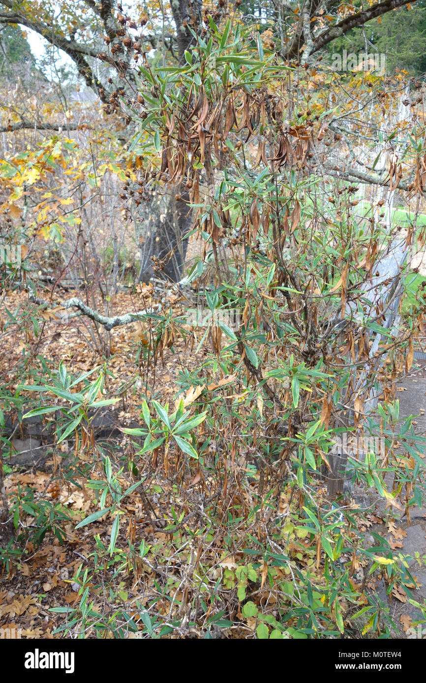 Carpenteria californica Regional Parks Botanic Garden, Berkeley, CA