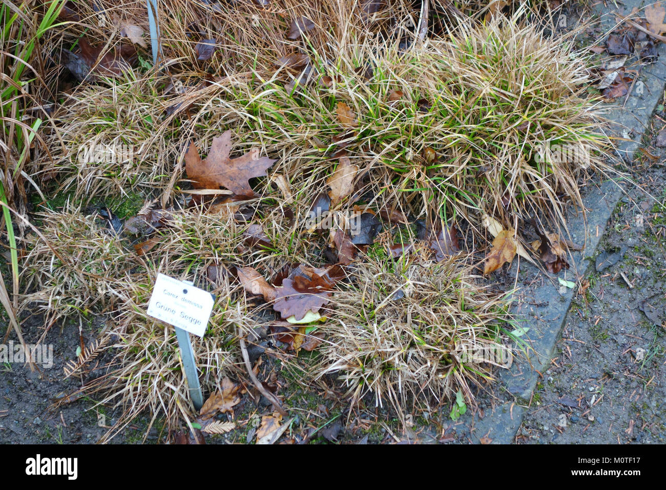 Carex viridula subsp. oedocarpa (Carex demissa) - Botanischer Garten, Dresden, Germany - DSC08756 Stock Photo