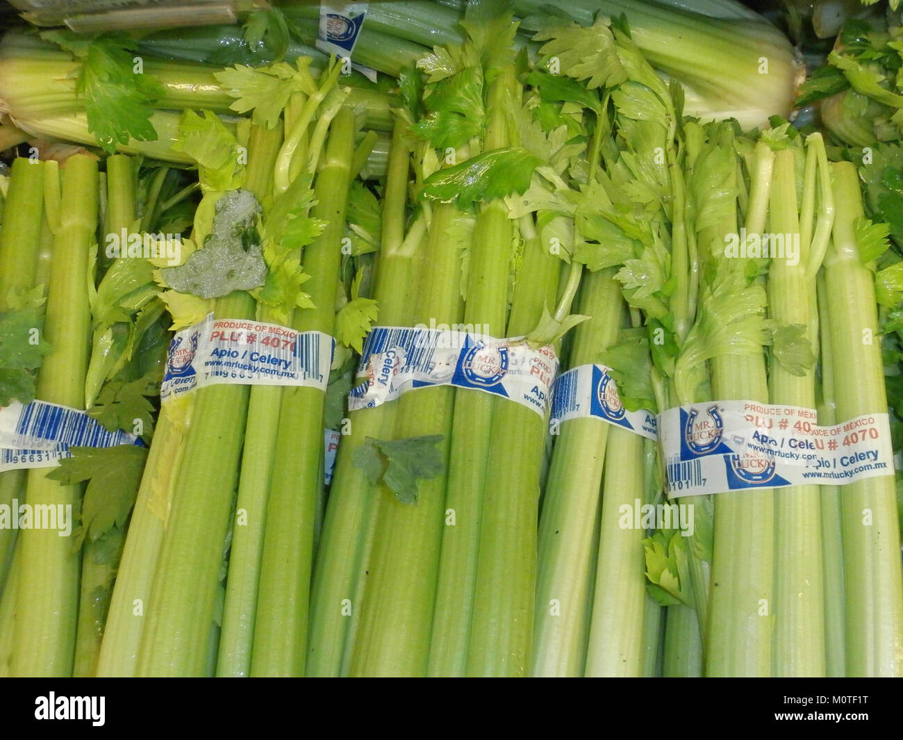 Celery bunches stacked Stock Photo Alamy