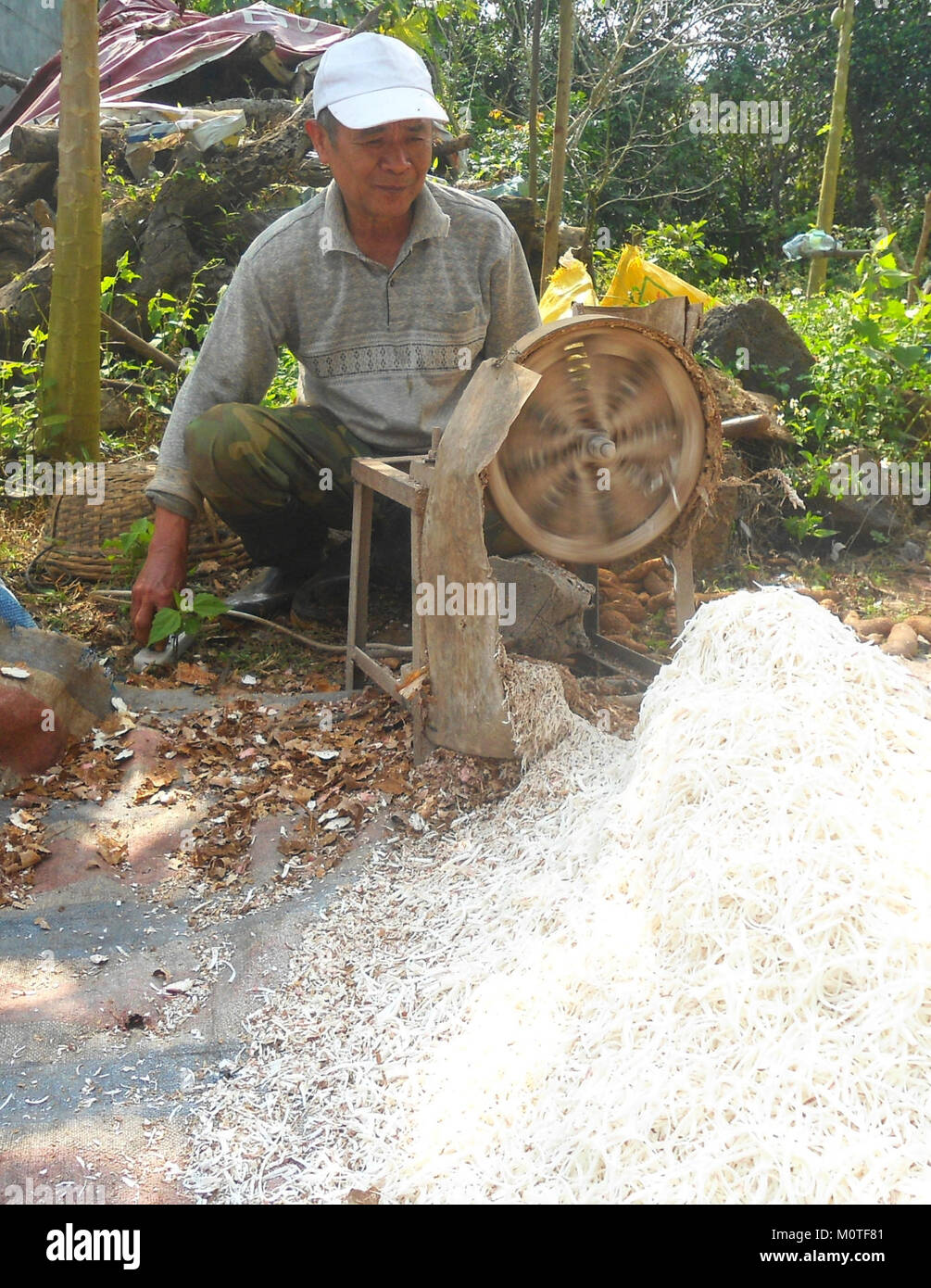 Cooked Starchy Roots Cassava, a starchy root crop, is being grated in preparation for ...