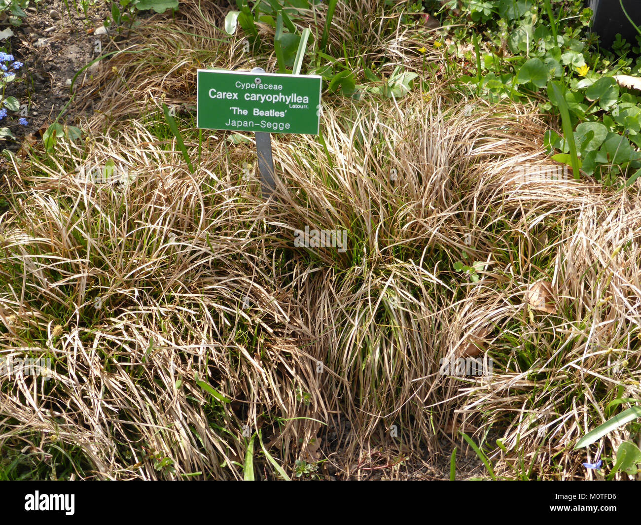 Carex-caryophyllea Stock Photo