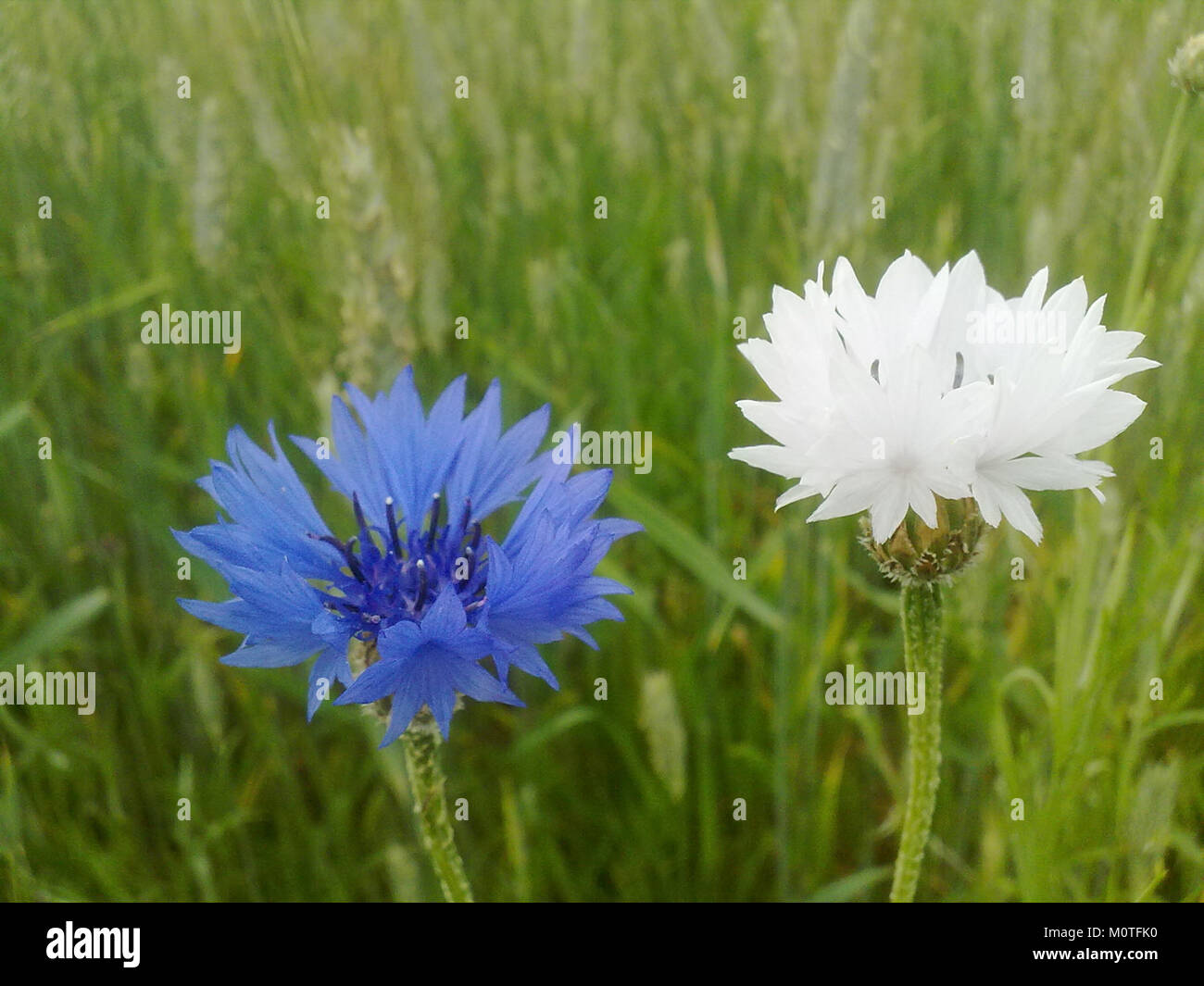 Centaurea cyanus illustration hi-res stock photography and images - Alamy