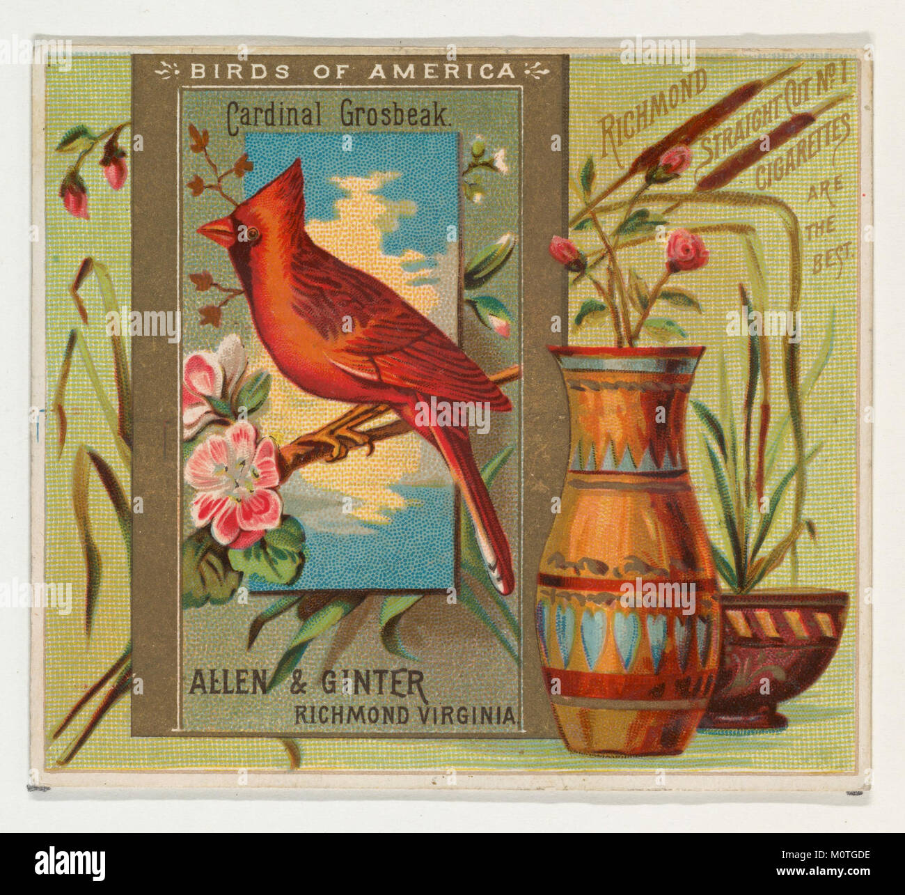 Cardinal Grosbeak, from the Birds of America series (N37) for Allen & Ginter Cigarettes MET DP838967 Stock Photo