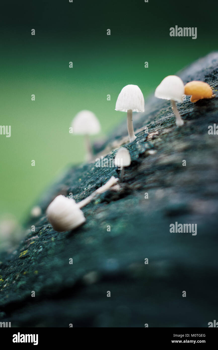 Tiny wild mushrooms growing on a fallen tree Stock Photo